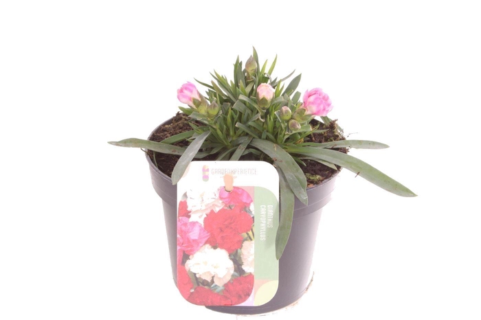 <h4>Dianthus caryophyllus Sprint Burgundy</h4>