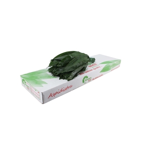 Aspidistra 40
