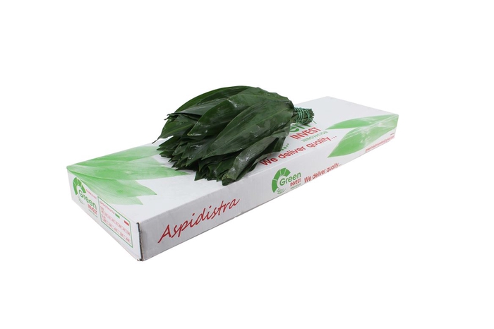 <h4>Aspidistra 40</h4>