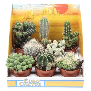 Cactus mix in showdoos