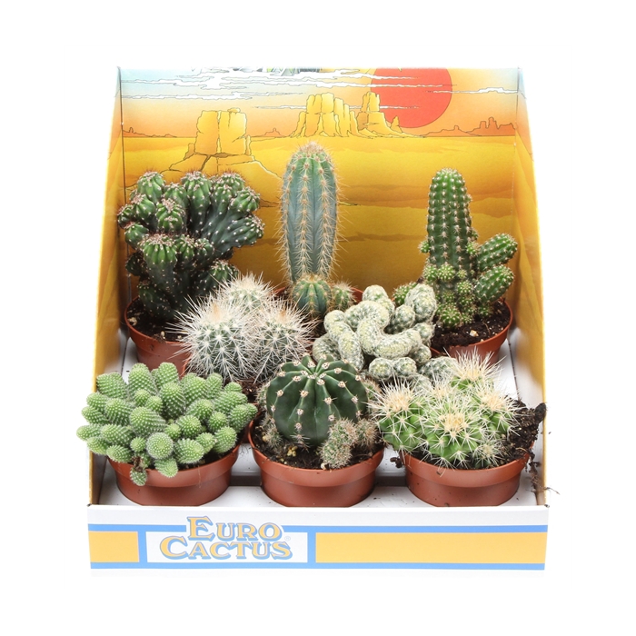 <h4>Cactus mix in showdoos</h4>