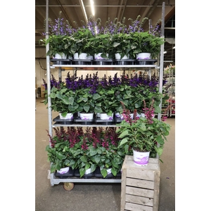arr8 Salvia Salgoon 3 Klr Mixkar 1 Klr Per Tray