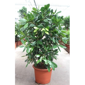 Ficus Cyathistipula