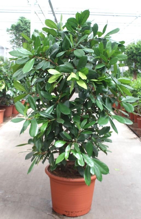 <h4>Ficus Cyathistipula</h4>