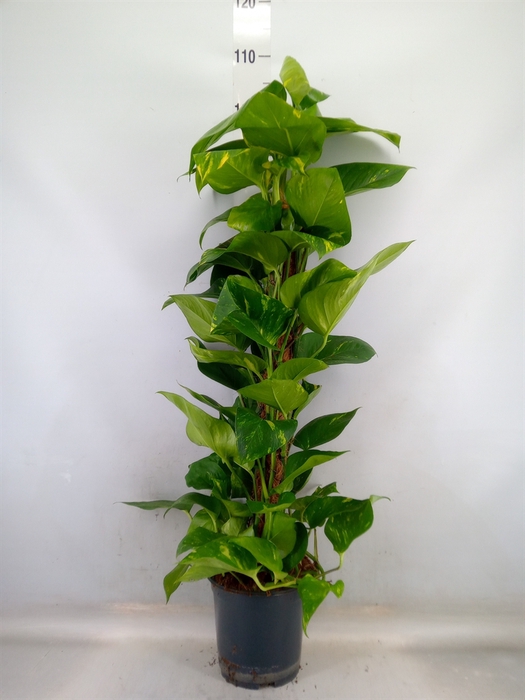 <h4>Epipremnum pinn.   ...moss stick</h4>
