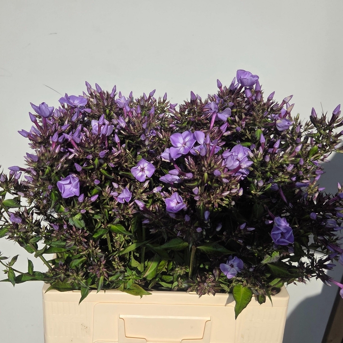 <h4>PHLOX PANICULATA OV</h4>