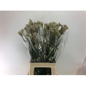 Anigozanthos Bush Diamond