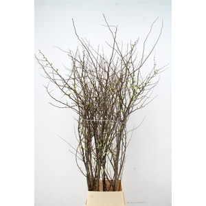 CHAENOMELES 'IVOOR' 160CM