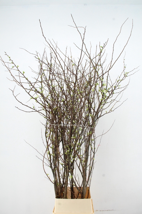 <h4>CHAENOMELES 'IVOOR' 160CM</h4>