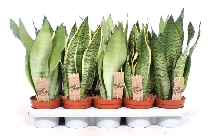 <h4>Sansevieria trif. overig</h4>