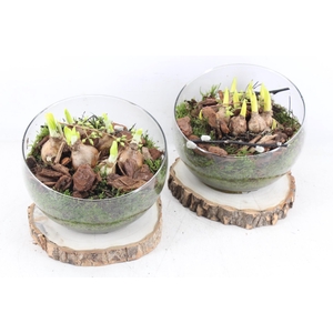 arr4 Bollenmix PL - Glas bol schuin op schijf x6