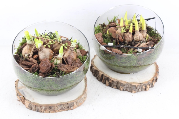 <h4>arr4 Bollenmix PL - Glas bol schuin op schijf x6</h4>