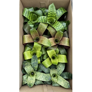 Vriesea Bladvriesea mix EXCLUSIEF (Decorum)