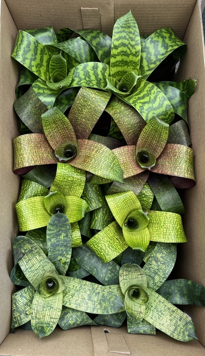 <h4>Vriesea Bladvriesea mix EXCLUSIEF (Decorum)</h4>
