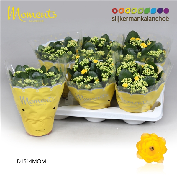 <h4>Kalanchoe Moments - Yellow</h4>