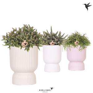 Kolibri Greens Rhipsalis mix in Diabolo pot mix