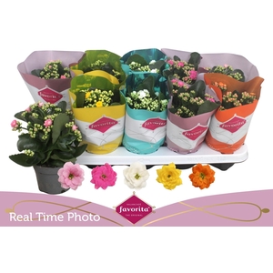 KAL GE PERF GEM 5 KL