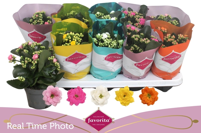 <h4>KAL GE PERF GEM 5 KL</h4>