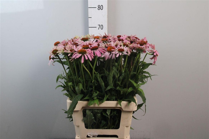 <h4>Echi Purpurea</h4>