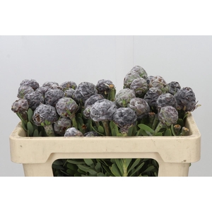 LEUCAD PUBESCENS