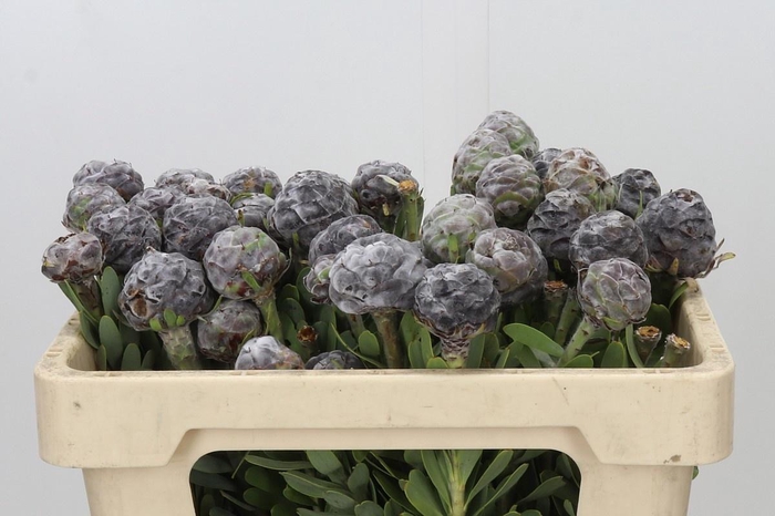 <h4>LEUCAD PUBESCENS</h4>