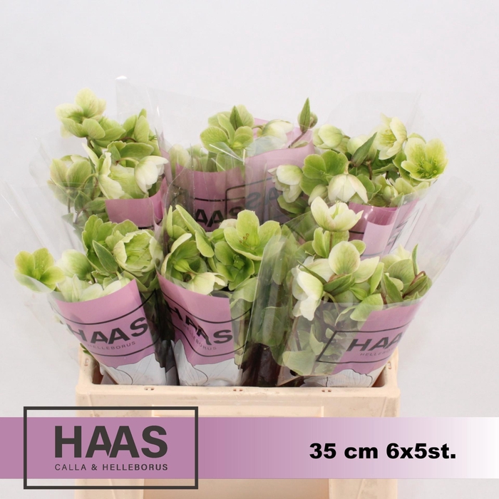 <h4>HELLEB MAGNIF BELLS 6 X 5st.</h4>