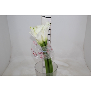 COPO DE LEITE BRANCO 070 CM