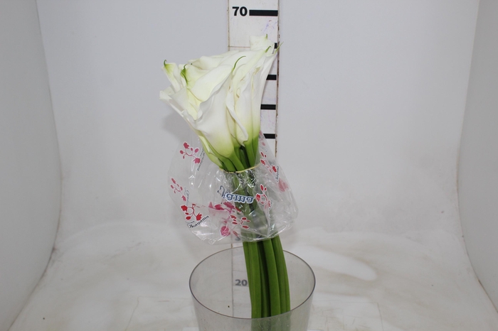 <h4>COPO DE LEITE BRANCO 070 CM</h4>