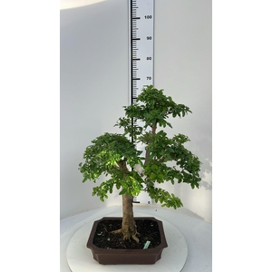 Malphigia emarginatha, Pot 29cm., Height 65cm. (Single item)