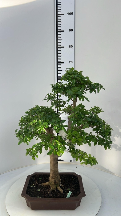 <h4>Malphigia emarginatha, Pot 29cm., Height 65cm. (Single item)</h4>