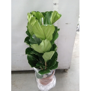 Ficus lyrata