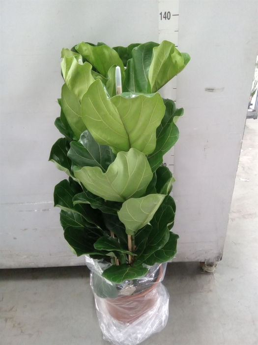<h4>Ficus lyrata</h4>
