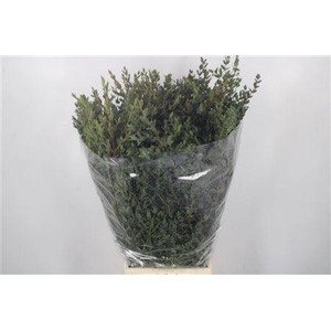 Euc Parvifolia Per Bunch 400 Gram