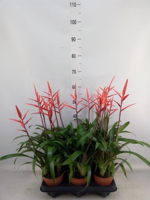 <h4>Vriesea  'Elan'</h4>