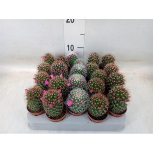 Cactus   ...flowering mix