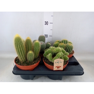 Cactus   ...mix