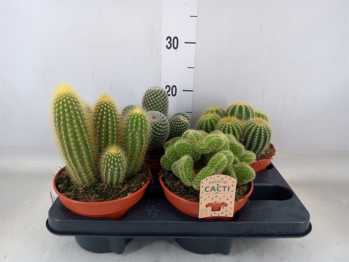 <h4>Cactus   ...mix</h4>