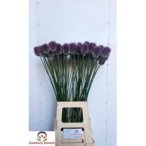 Allium Sphaerocephal