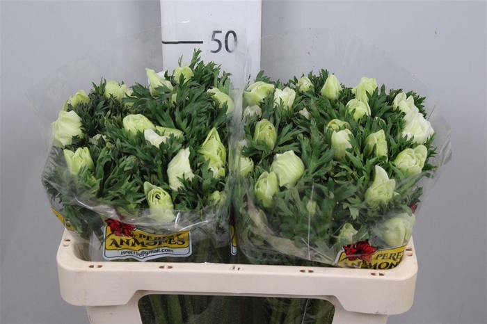 <h4>Anem Co Galil Wit</h4>