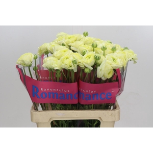 Ranunculus Romance Espalion
