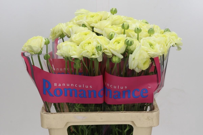 <h4>Ranunculus Romance Espalion</h4>