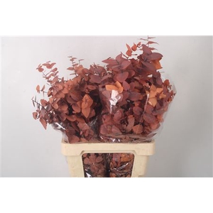 Stabi Stuartiana Orange Per Bunch