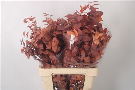 <h4>Stabi Stuartiana Orange Per Bunch</h4>