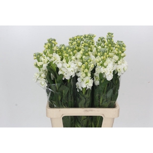 Matthiola Iron White