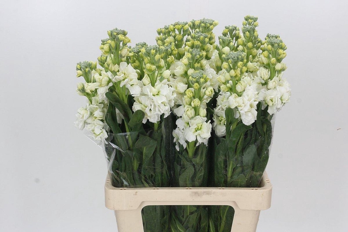 <h4>Matthiola Iron White</h4>
