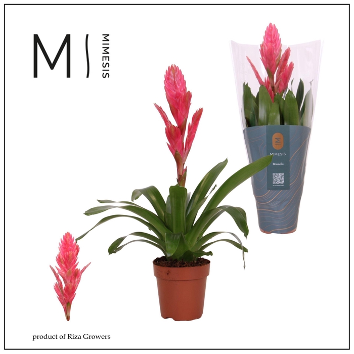 <h4>Vriesea overig</h4>