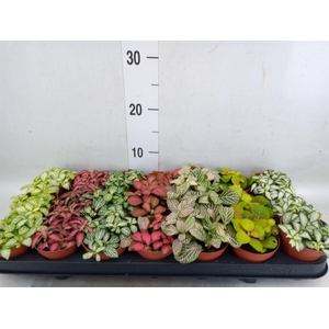 Fittonia   ...mix 7
