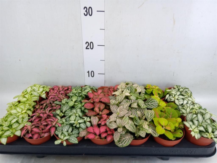 <h4>Fittonia   ...mix 7</h4>