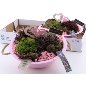 ARR SEMPERVIVUM