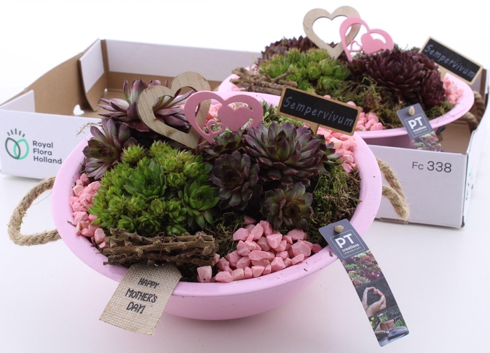 <h4>ARR SEMPERVIVUM</h4>